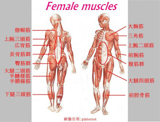 筋肉の名称図鑑 女性筋トレのために各部位の名前 作用 鍛え方を図説 Media For Women