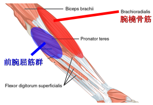 前腕筋群 腕橈骨筋の自宅筋トレ方法 手首の強さに重要な鍛え方をアームレスラーが解説 武器屋 Net Blog