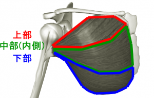 デクラインベンチプレス 大胸筋下部に効果的なバーベル筋トレ Glint